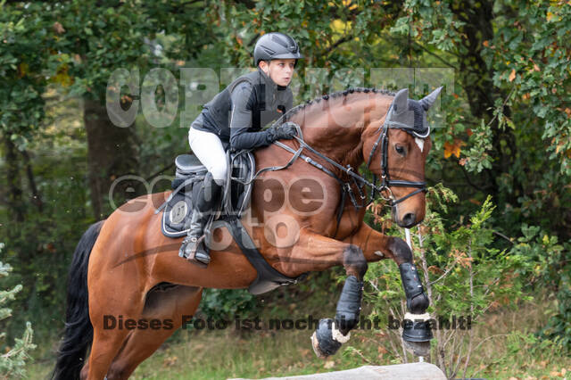 Goldene Schärpe 2020 - Pferde