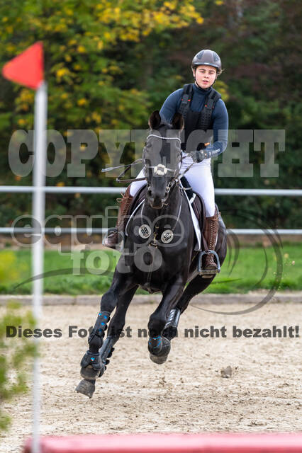 Goldene Schärpe 2020 - Pferde