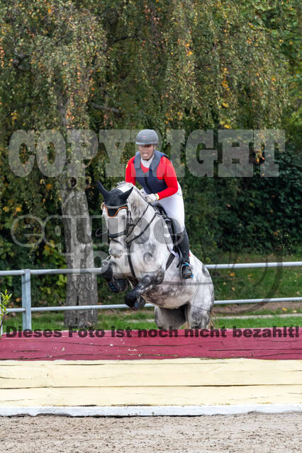 Goldene Schärpe 2020 - Pferde