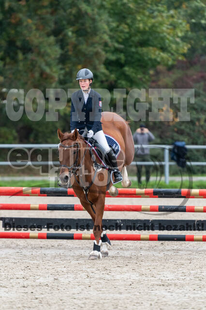 Goldene Schärpe 2020 - Pferde