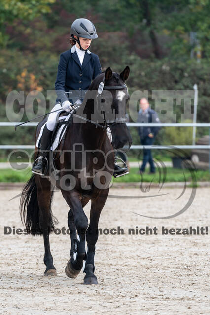 Goldene Schärpe 2020 - Pferde