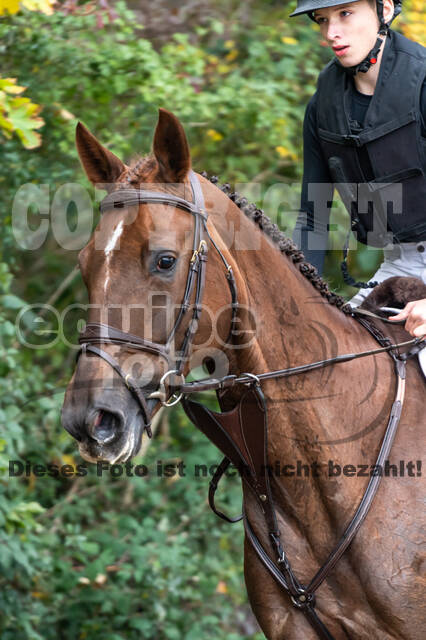 Goldene Schärpe 2020 - Pferde