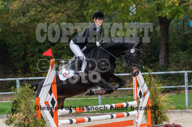 Goldene Schärpe 2020 - Pferde