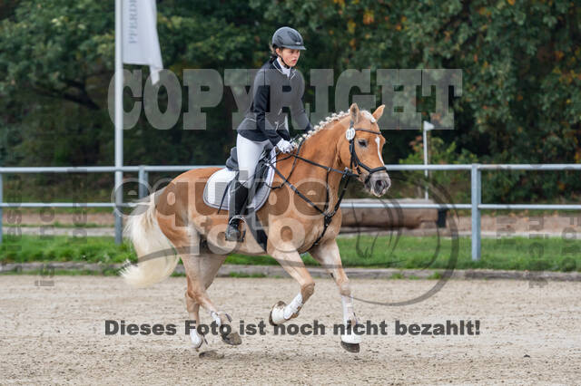 Goldene Schärpe 2020 - Pferde