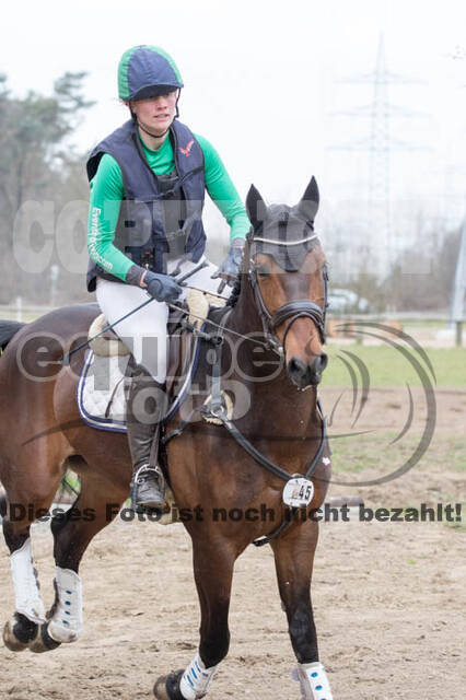 Jungpferdetag Hamminkeln