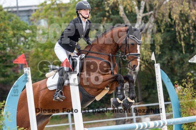 Goldene Schärpe 2020 - Pferde