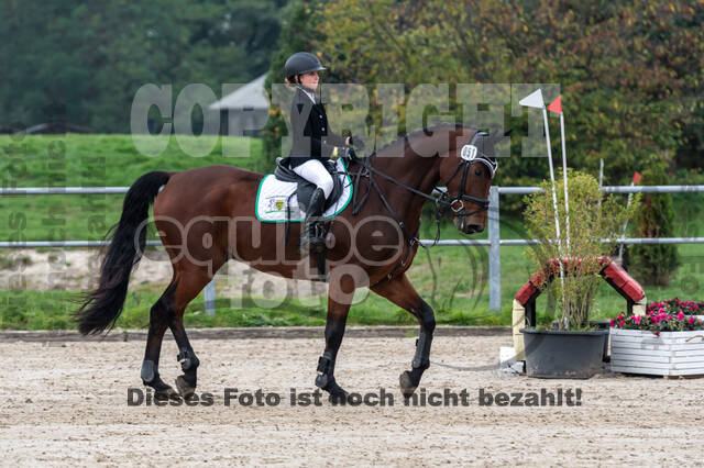 Goldene Schärpe 2020 - Pferde