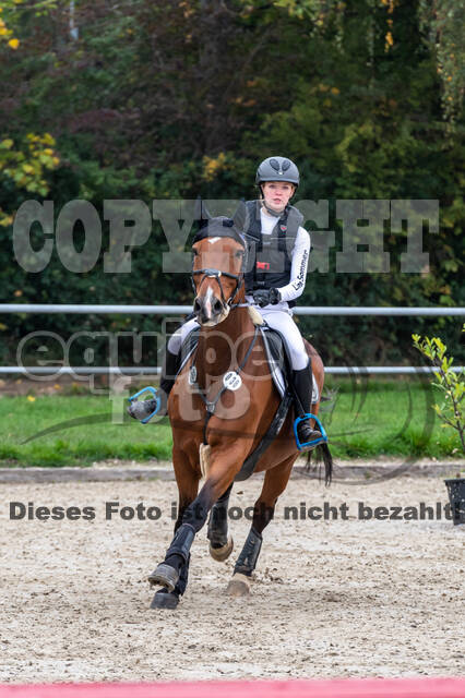 Goldene Schärpe 2020 - Pferde