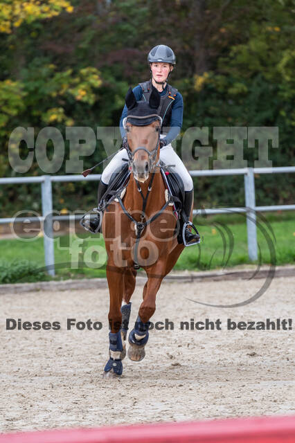 Goldene Schärpe 2020 - Pferde