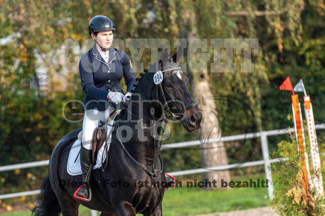 Goldene Schärpe 2020 - Pferde