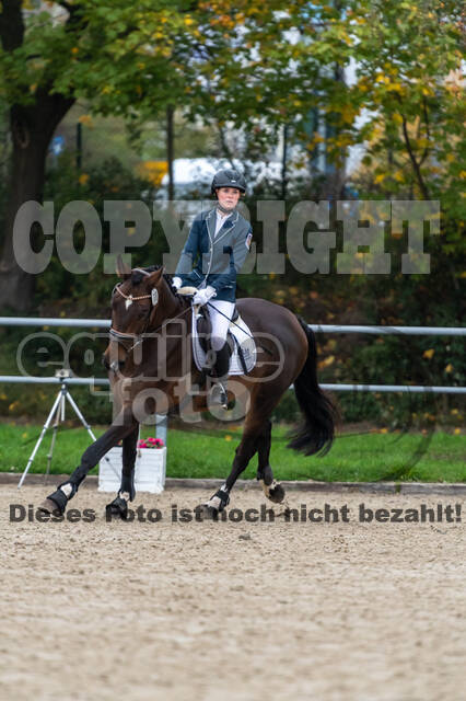 Goldene Schärpe 2020 - Pferde