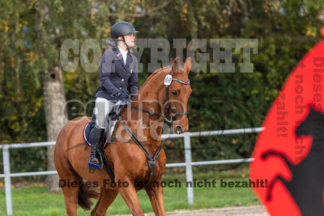 Goldene Schärpe 2020 - Pferde