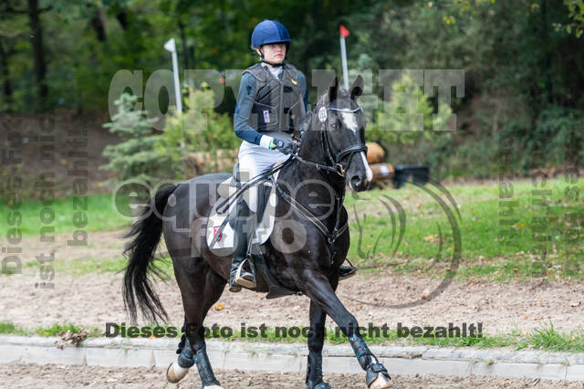 Goldene Schärpe 2020 - Pferde