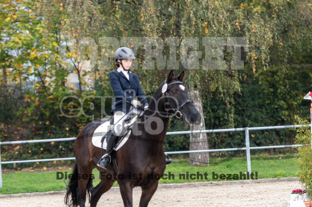 Goldene Schärpe 2020 - Pferde