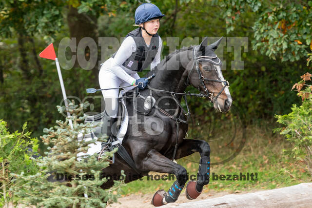 Goldene Schärpe 2020 - Pferde