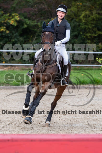 Goldene Schärpe 2020 - Pferde