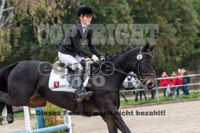 Goldene Schärpe 2020 - Pferde