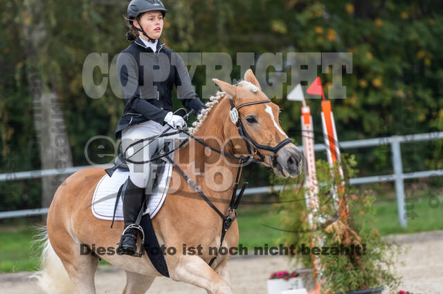 Goldene Schärpe 2020 - Pferde