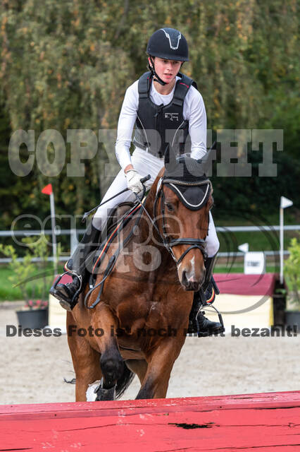 Goldene Schärpe 2020 - Pferde