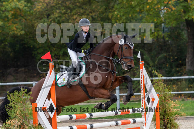 Goldene Schärpe 2020 - Pferde