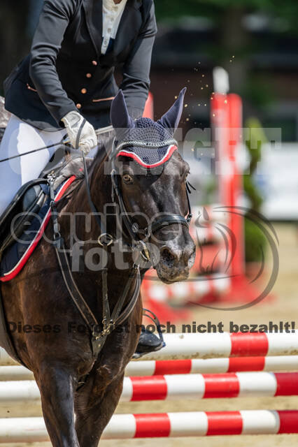 Goldene Schärpe 2021 - Ponys