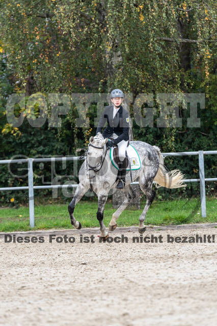 Goldene Schärpe 2020 - Pferde