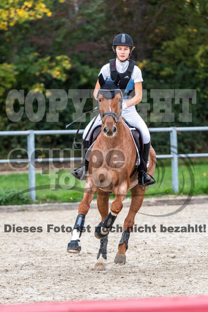 Goldene Schärpe 2020 - Pferde