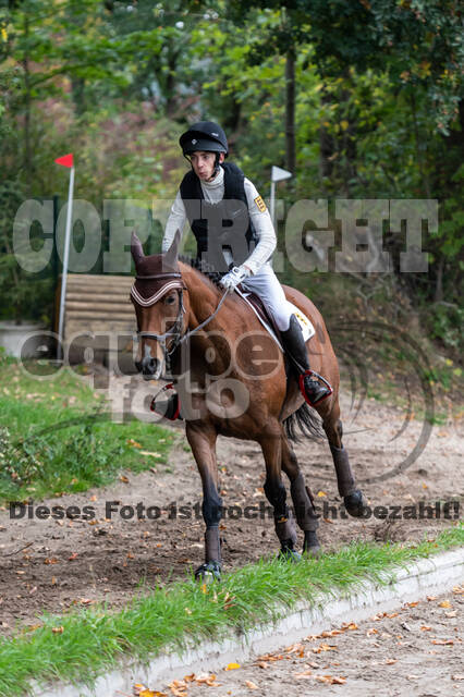 Goldene Schärpe 2020 - Pferde