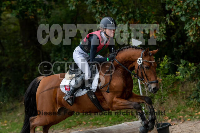 Goldene Schärpe 2020 - Pferde