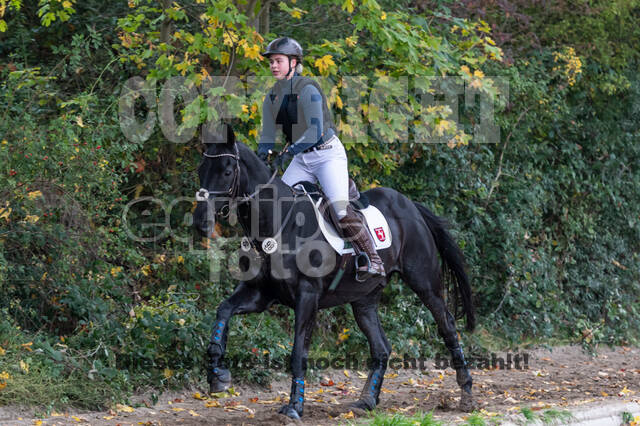 Goldene Schärpe 2020 - Pferde