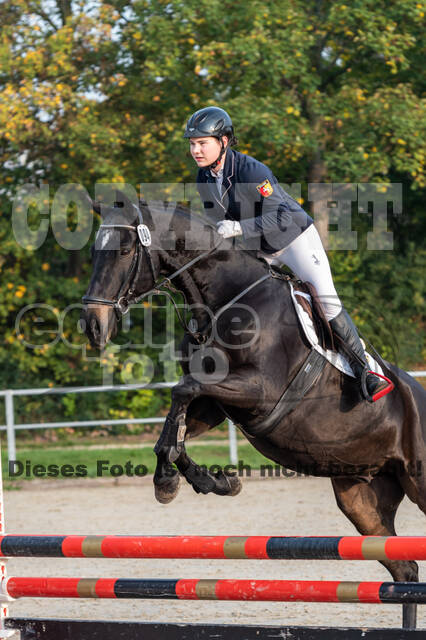 Goldene Schärpe 2020 - Pferde