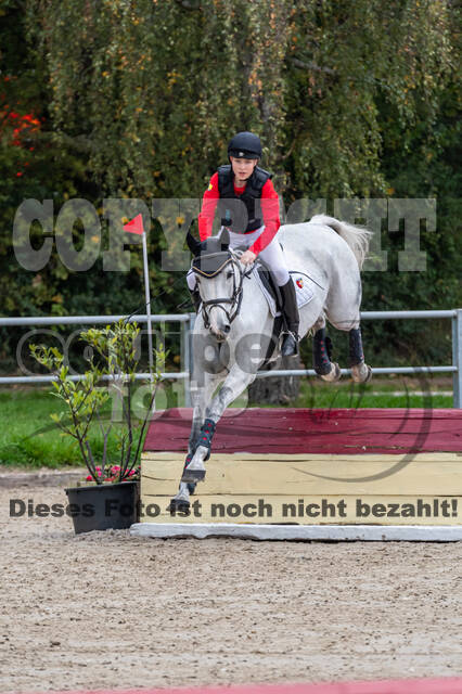 Goldene Schärpe 2020 - Pferde