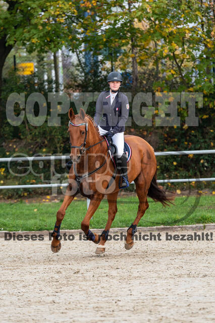 Goldene Schärpe 2020 - Pferde