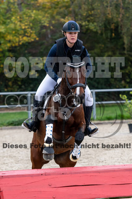 Goldene Schärpe 2020 - Pferde