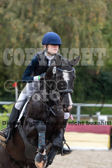 Goldene Schärpe 2020 - Pferde