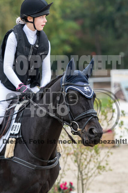 Goldene Schärpe 2020 - Pferde