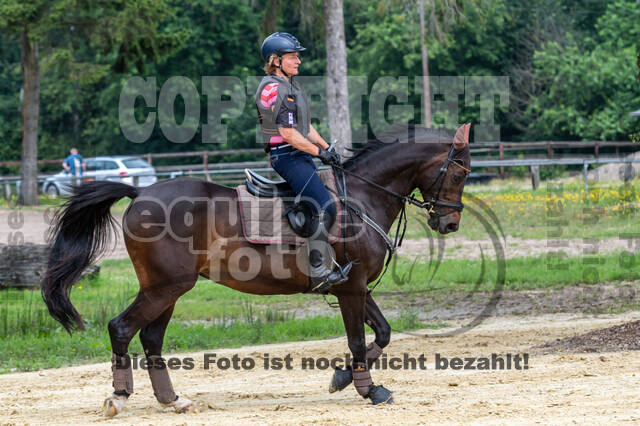 Hunter Geländetraining 10.07.2021 (Sonsbeck)
