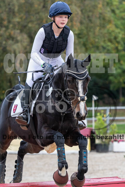 Goldene Schärpe 2020 - Pferde