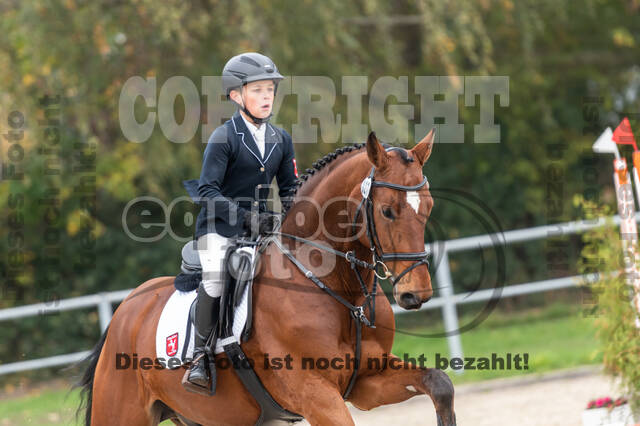 Goldene Schärpe 2020 - Pferde