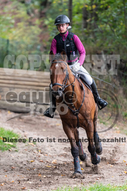 Goldene Schärpe 2020 - Pferde