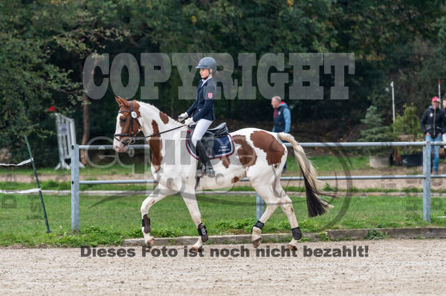 Goldene Schärpe 2020 - Pferde