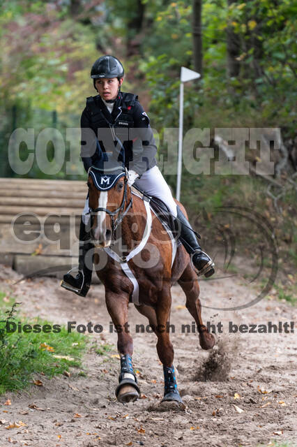 Goldene Schärpe 2020 - Pferde