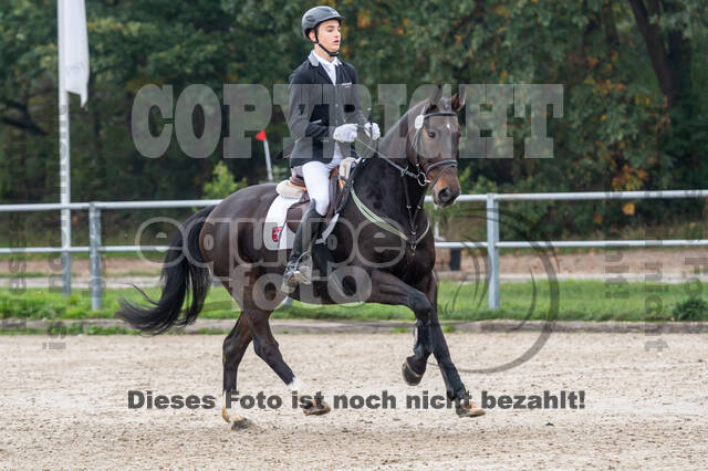 Goldene Schärpe 2020 - Pferde