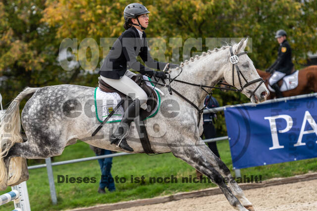 Goldene Schärpe 2020 - Pferde