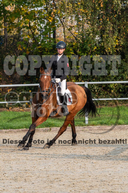 Goldene Schärpe 2020 - Pferde