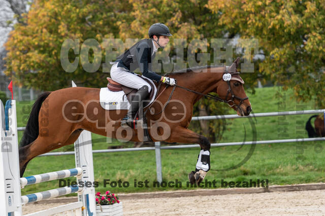 Goldene Schärpe 2020 - Pferde