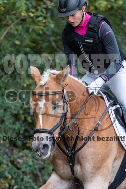 Goldene Schärpe 2020 - Pferde