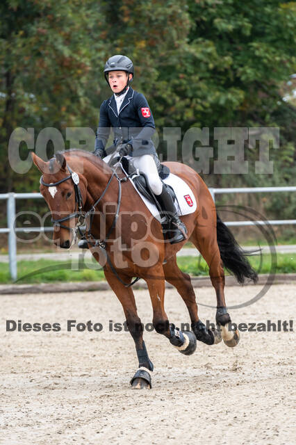 Goldene Schärpe 2020 - Pferde