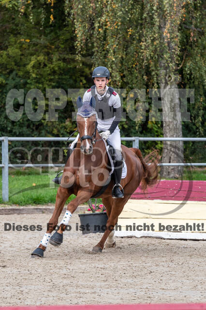 Goldene Schärpe 2020 - Pferde