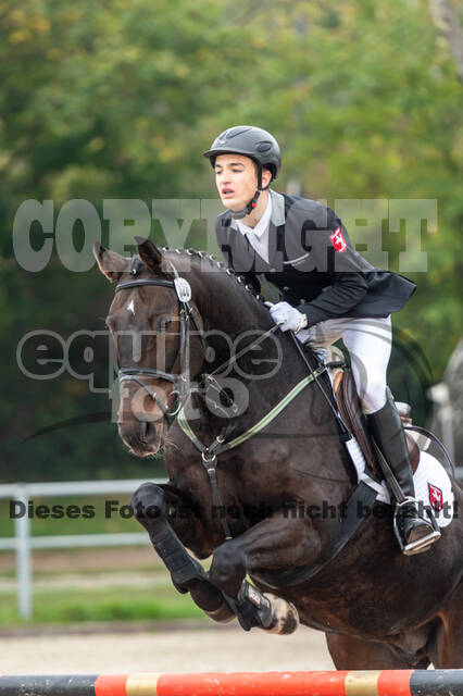 Goldene Schärpe 2020 - Pferde